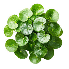 A Healthy Chinese Money Plant Pilea with Round Leaves Isolated on Transparent Background