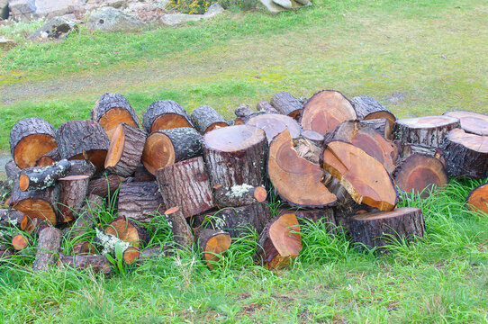 Tronc d'arbre coup&eacute; en tron&ccedil;ons