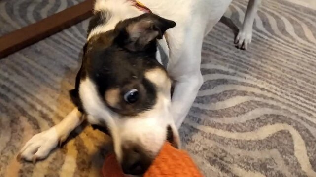 cute black and white dog pulls on a tug toy on the carpet