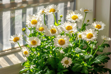 Obraz premium Cluster of white daisy flowers casting soft shadows on a white background, minimal sunlight