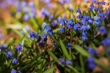 Blue spring flowers of Scilla siberica in the forest.