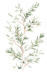 Fototapeta premium Create a collection of clipart featuring fresh rosemary sprigs with thin needlelike leaves, isolated on a white background