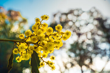 Golden Wattle tree (Acacia pycnantha) blooming during late winter season