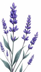 Naklejka premium Elegant hand drawn illustration of lavender flower branches, flowers, nature