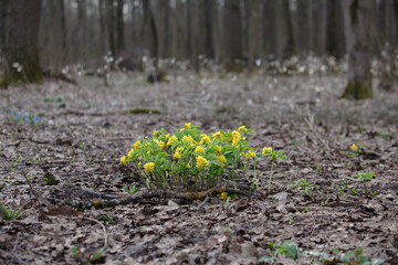 Gymnospermium grows and blooms in the forest in spring. Beautiful early spring wildflowers Gymnospermium microrrhynchum with yellow flowers. Leontice (Gymnospermium odessanum) flowering plant