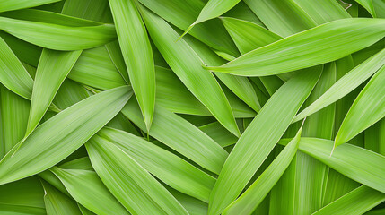 Fototapeta premium Lush Green Leaves Background Texture