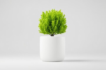 Potted plant, vibrant green foliage, simple white pot