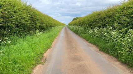 Personal POV walking beautiful countryside green hedgerow framed narrow road in spring or summer, background, background plate.