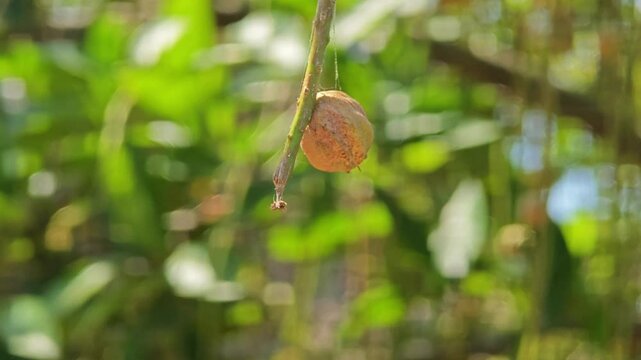 Garcinia gummi-gutta is a tropical fruit.