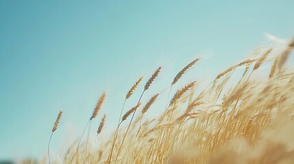 Obraz premium A Field of Wheat Swaying in the Wind with a Clear Blue Sky