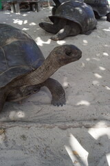 Close up of the Seychelles Giant Tortoises turtles on Curieuse Island, Indian Ocean, Africa