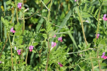 カラスノエンドウ（ヤハズエンドウ）