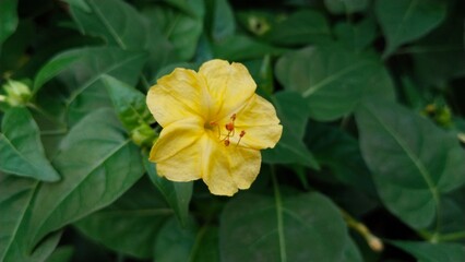 Fototapeta premium Beautiful and very charming yellow flowers, photographed naturally.