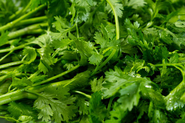 Coriander texture background. Close-up coriander leaf texture. Green leaves, vegetable, healthy food, ingredient, organic plant, and vegant concepts for background. Food texture of green coriander.