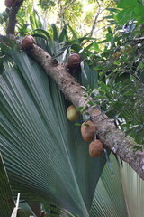 The unique Coco De Mer (Lodoicea) double coconut trees in the Seychelles, Africa
