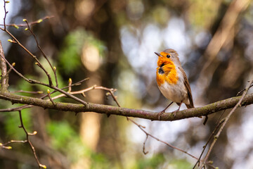 European robin - Rudzik ptak - Erithacus rubecula - Robin Perched on a Tree Branch in Winter