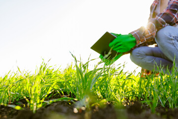 female agronomist with a digital tablet in her hands checks young shoots in the field. A female farmer using a modern tablet checks the growth of her crop. Agriculture concept.