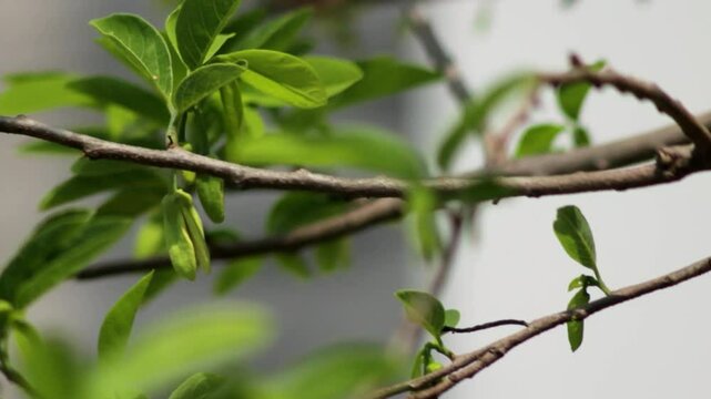 Custard apple tree flower (sugar apples or sweetsops) Annona squamosa