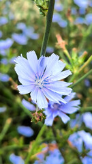 blooming endive chicory close up