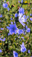 blooming endive chicory close up