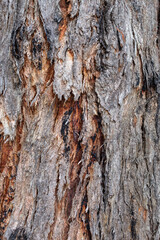 Close-up of rough eucalyptus tree bark texture. Australian gum tree abstract background. Detail of peeling layers, natural wood surface detail, organic forest wallpaper.