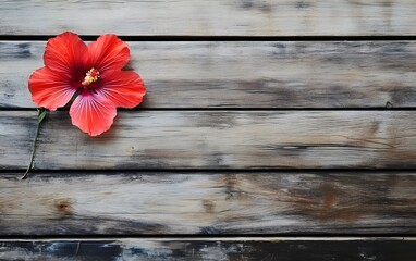 Vibrant Red Hibiscus Flower on Rustic Wooden Background