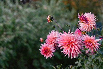 Vibrant Pink Dahlias Blooming in a Lush Garden. Copy space.