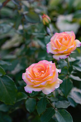Vibrant Pink and Yellow Roses in Full Bloom