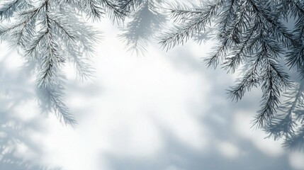 On a tranquil winter morning, soft light filters through delicate pine branches, creating a beautiful pattern of shadows on a gentle white backdrop, inviting peaceful moments of reflection