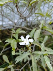 white flowers in the garden