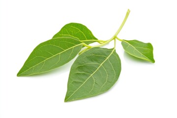 Obraz premium Gymnema Sylvestre Leaves - Green Leaf Growth in White Background (Periploca of the Woods)