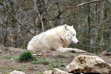 Obraz premium loup