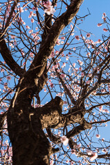 Blooming apricot flowers in sunlight under blue sky in spring