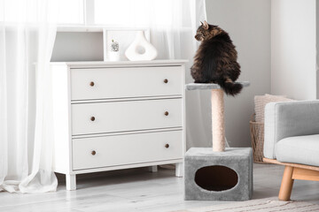 Cute fluffy cat sitting on scratching post at home