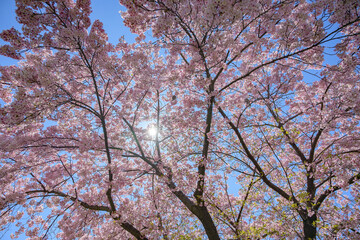青空に映える満開の桜
