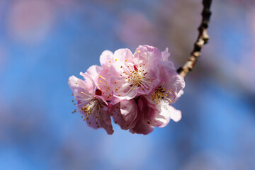 Blooming apricot flowers in sunlight under blue sky in spring