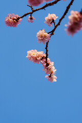 Blooming apricot flowers in sunlight under blue sky in spring
