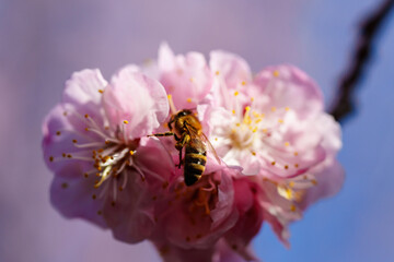Blooming apricot flowers and honey bee in sunlight under blue sky