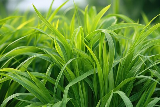 Johnson Grass in the Meadow: Fresh Summer Greenery in Nature's Refreshing Landscape