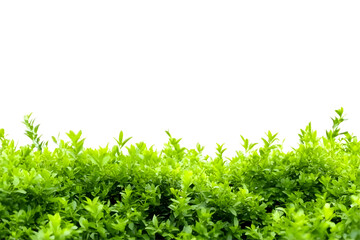 Obraz premium Transparent Background of Green Leaves Plants Shrub Foliage Isolated