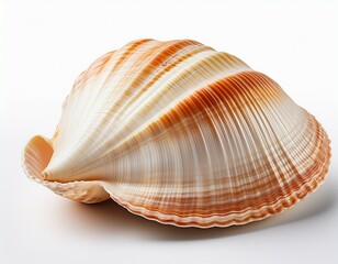 Obraz premium sea shell on white background
