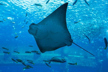 Manta - diabeł morski. © Jakub