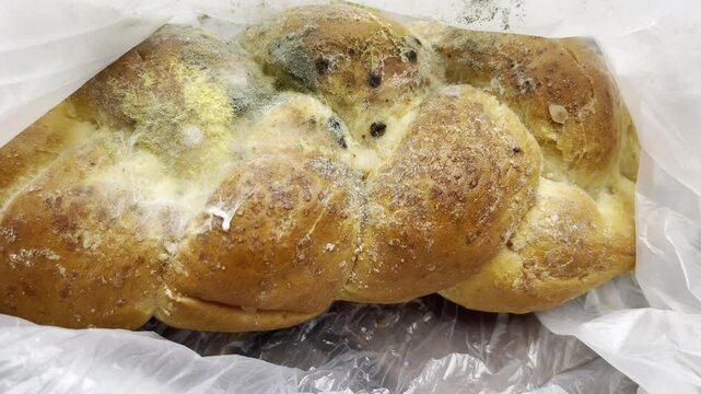 Unsanitary foof storage leading to fungal spores formation on surface, bread bun covered with toxic mold and mildew, expired period of food use, human healthcare concept