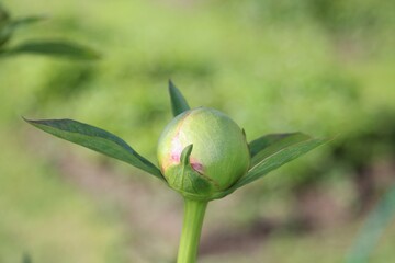 An unopened round bud of a peony (Lat. Paeónia)