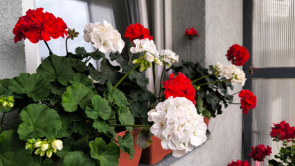 colorful blooming geraniums at the balcony