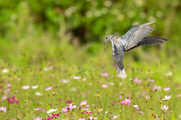 Eurasian collared dove in flight prepare to land