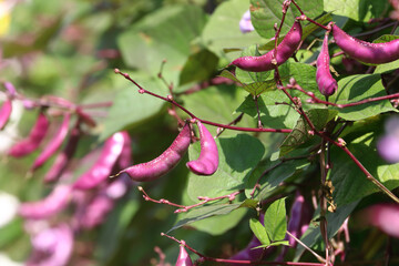 Hyacinth bean, Lablab bean (Lablab purpureus) pod on the vines, a multi-purpose crop for food and medicine 
