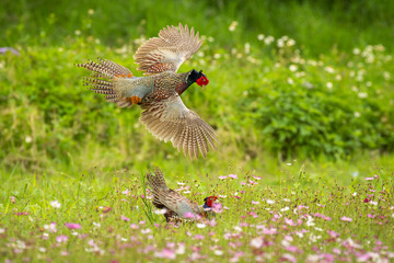 Ring-necked Pheasant males in fight in the air in a flower field