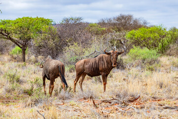 View of wildlife animals in game reserve on safari