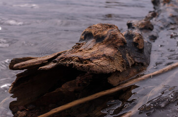an old dry tree trunk in the river water